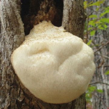 Monkeyhead Mushroom P.E.